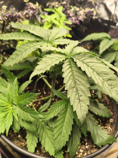 Orange Haze. Week 4 - 22.12.