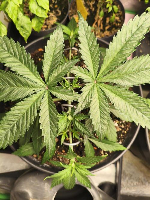 Tangerine Dream. Week 4