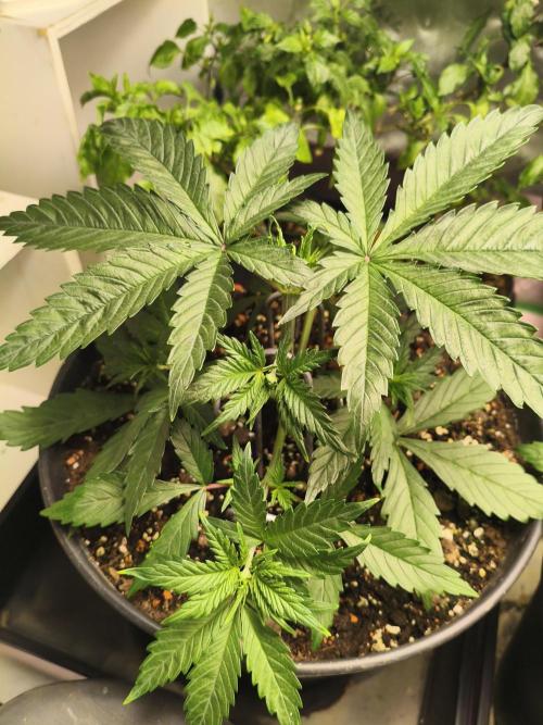 Tangerine Dream. Week 4 - 22.12.