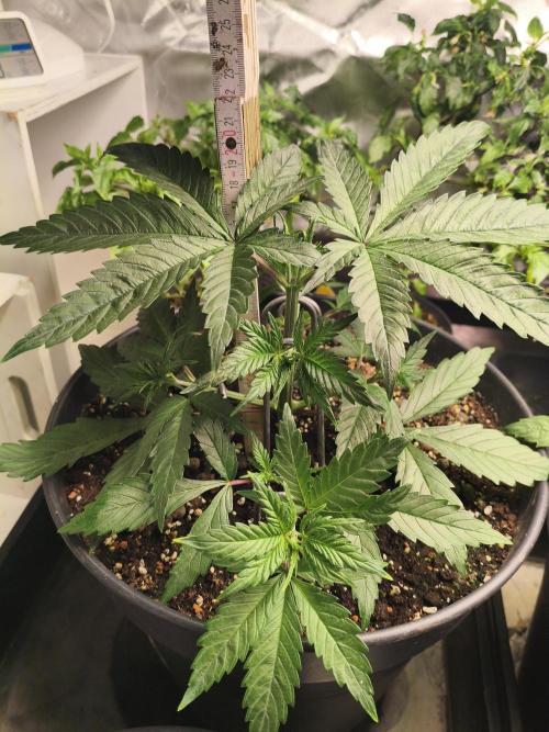 Tangerine Dream. Week 4