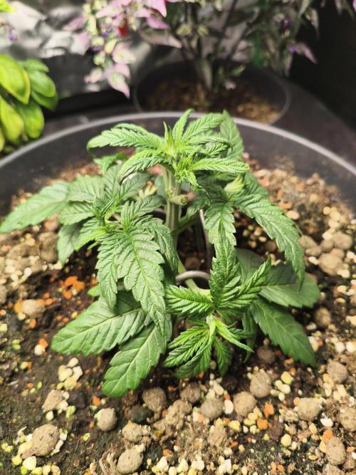 Cereal Milk. Week 5 - 23.12.