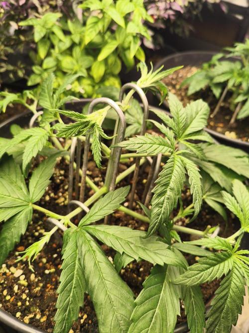 Orange Haze. Week 5 - 23.12.