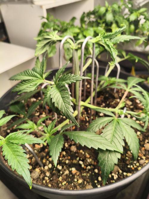 Tangerine Dream. Week 5 - 23.12.