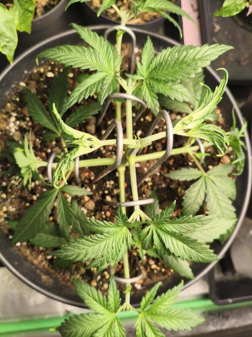 Tangerine Dream. Week 5