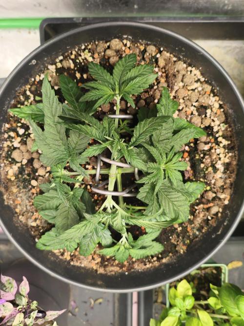 Cereal Milk. Week 5 - 26.12.