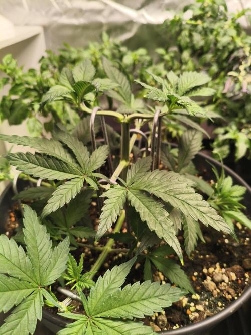 Tangerine Dream. Week 5