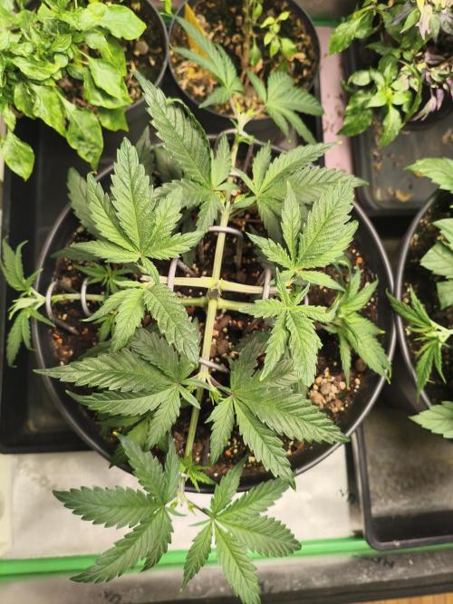 Tangerine Dream. Week 5 - 26.12.