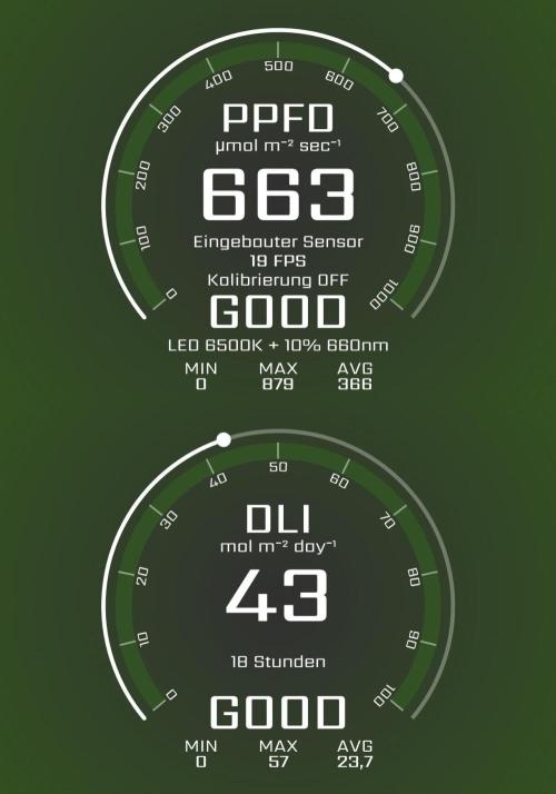 Tangerine Dream. Week 5