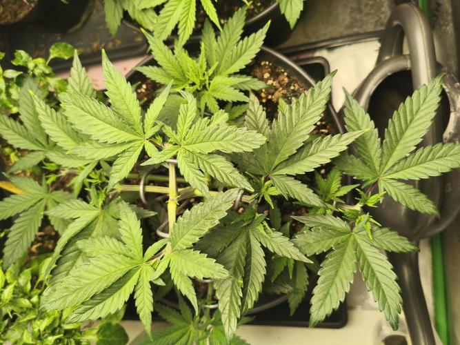 Tangerine Dream. Week 5 - 28.12.