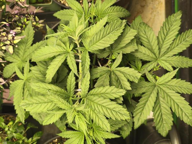 Orange Haze. Week 5 - 28.12.