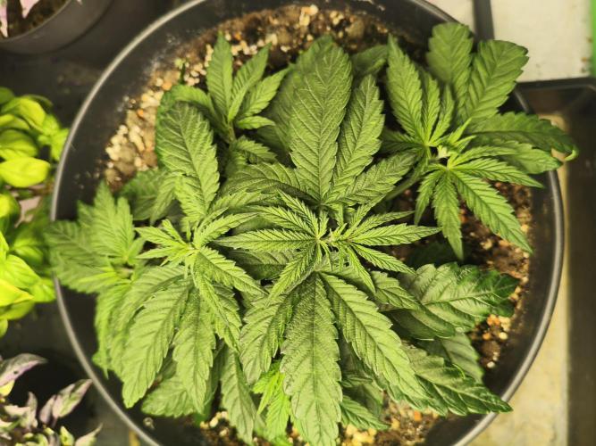 Cereal Milk. Week 5 - 28.12.