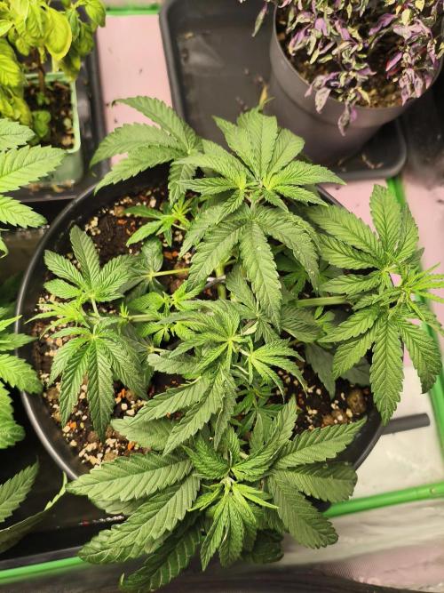 Cereal Milk. Week 6 - 2.1.