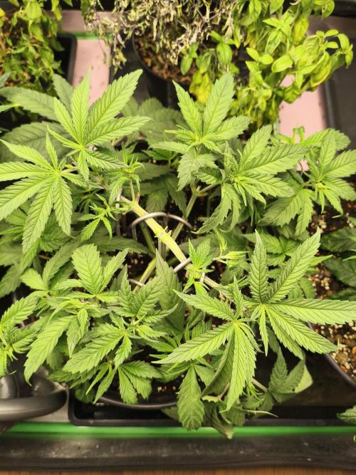 Orange Haze. Week 6 - 2.1.