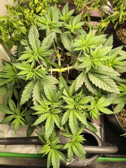 Tangerine Dream. Week 6 - 2.1.