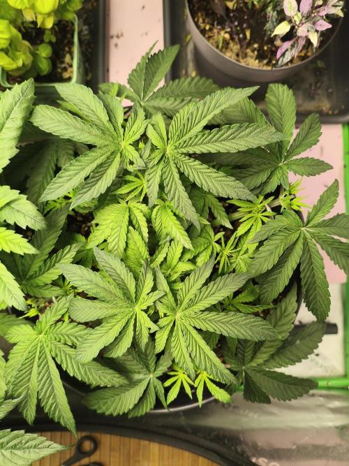 Cereal Milk. Week 6 - 6.1.