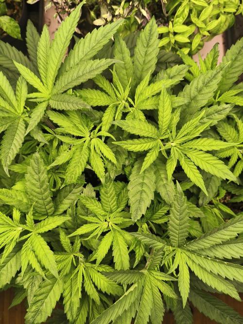 Orange Haze. Week 6 - 6.1