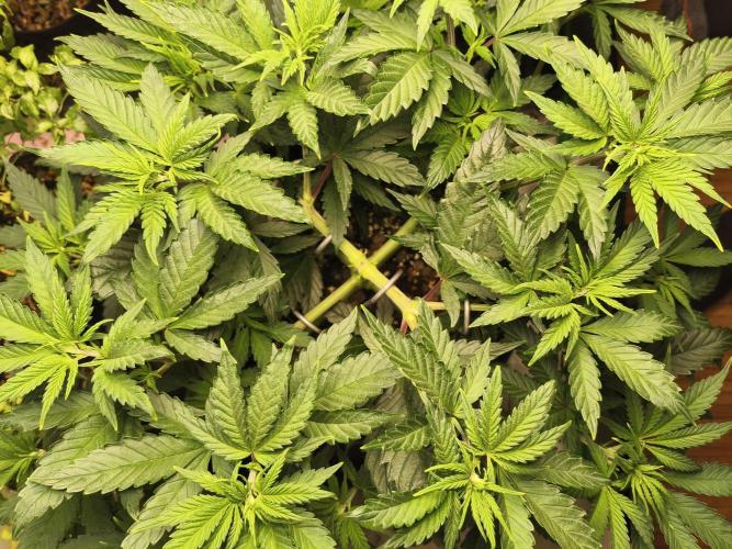 Tangerine Dream. Week 6 - 6.1.