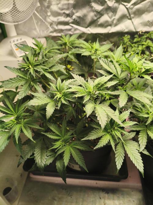 Tangerine Dream. Week 6