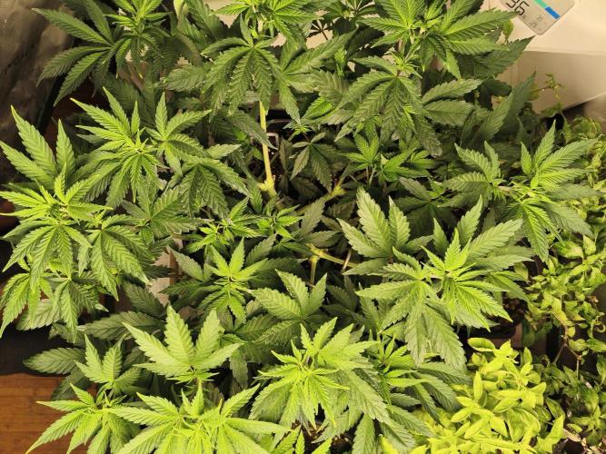 Tangerine Dream. Week 6 - 9.1