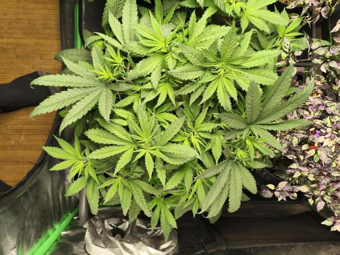 Orange Haze. Week 6 - 9.1