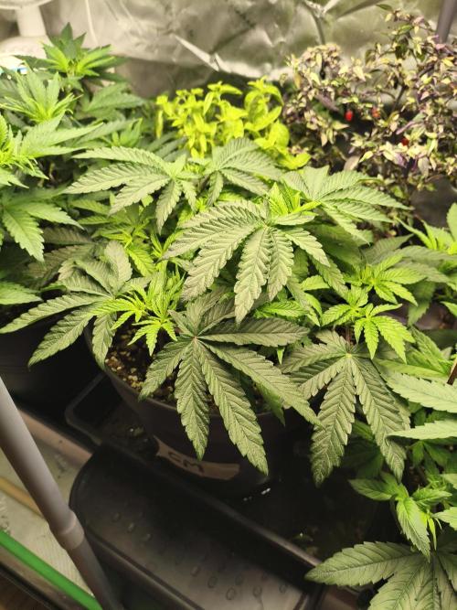 Cereal Milk. Week 6 - 9.1