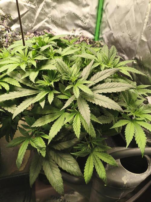 Orange Haze. Week 7 - 11.01.