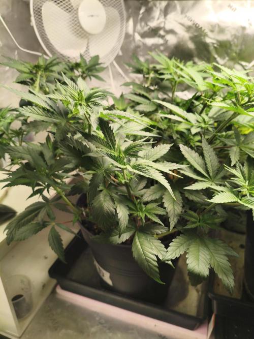 Tangerine Dream. Week 7 - 11.01.