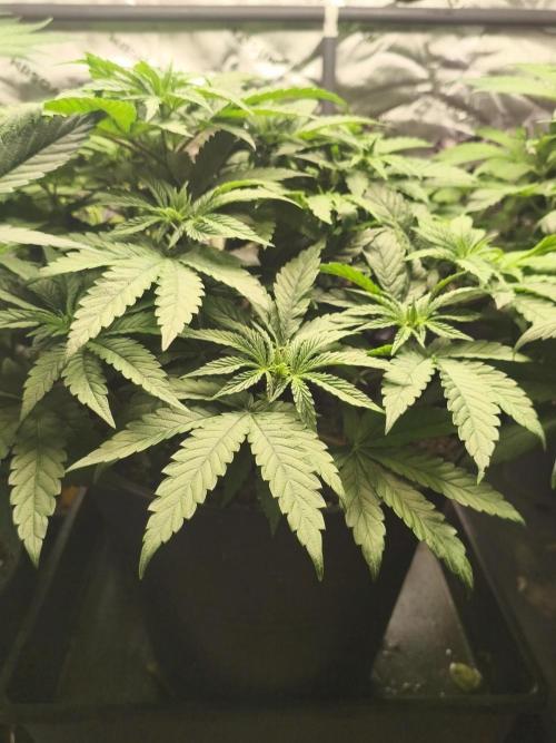 Cereal Milk. Week 7 - 16.01