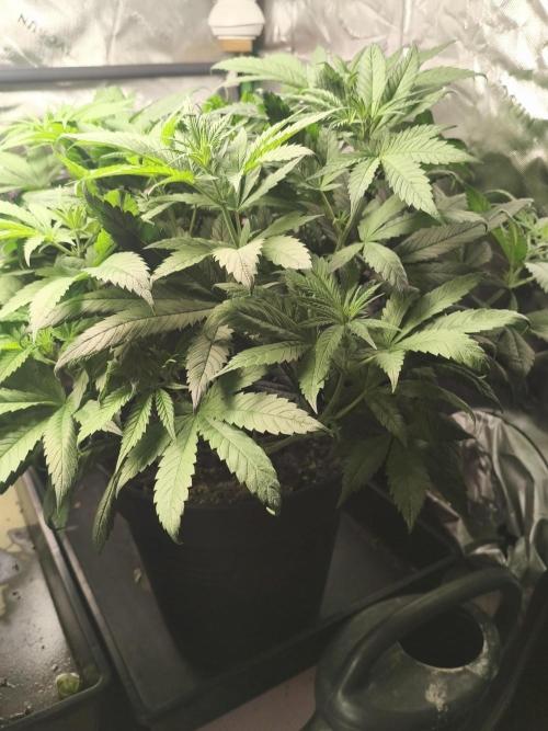 Orange Haze. Week 7 - 16.01.