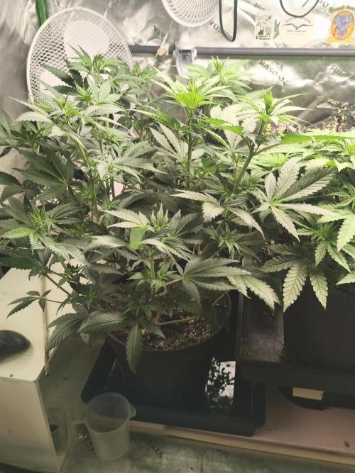 Tangerine Dream. Week 7 - 16.01.