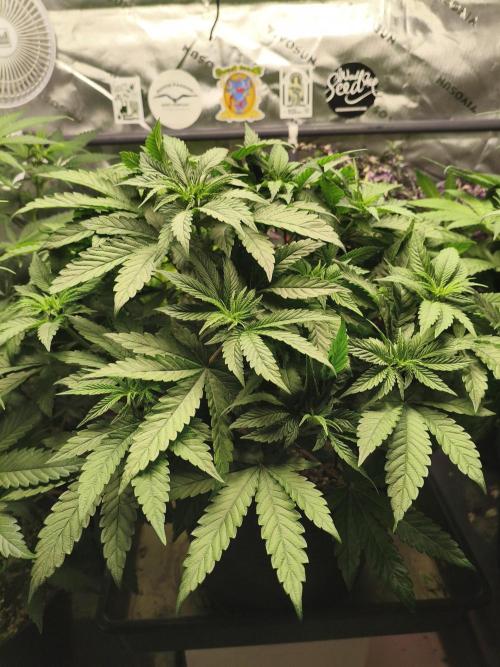 Cereal Milk. Week 8 - 18.01.