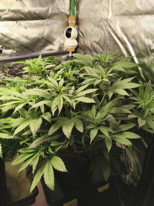 Orange Haze. Week 8 - 18.01.