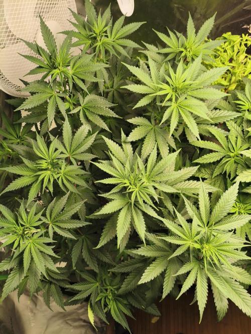 Tangerine Dream. Week 8