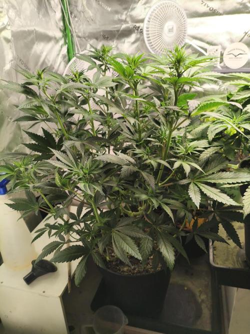 Tangerine Dream. Week 8 - 18.01.