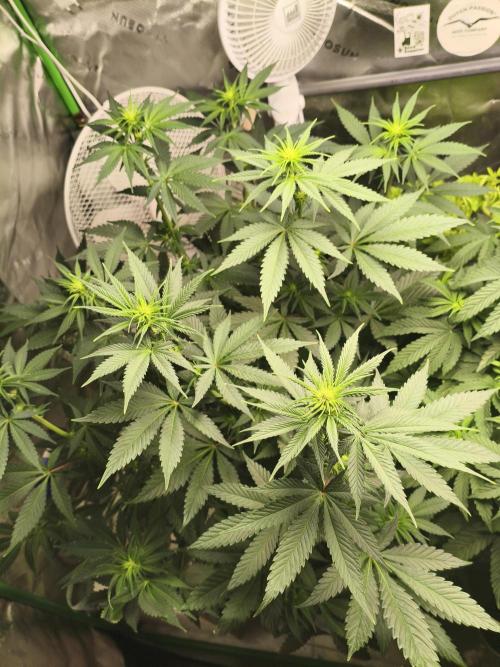 Tangerine Dream. Week 8