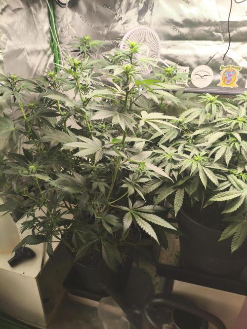 Tangerine Dream. Week 8 - 22.01