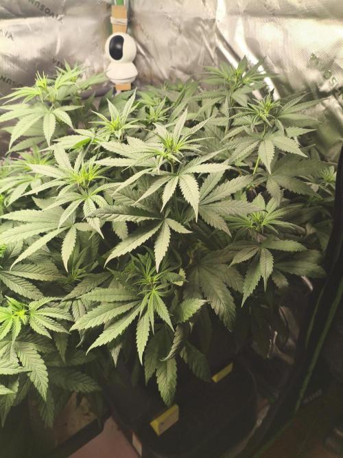 Orange Haze. Week 8 - 22.01.