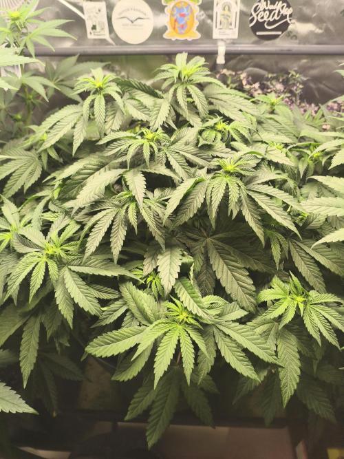 Cereal Milk. Week 8 - 22.01.