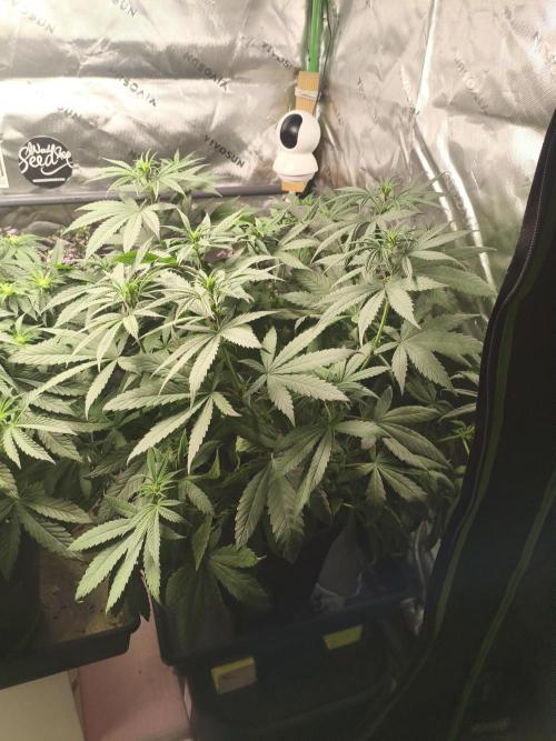 Orange Haze. Week 8 - 24.01.