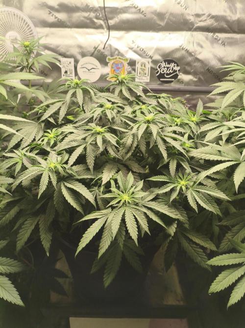 Cereal Milk. Week 8 - 24.01.