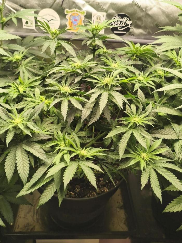 Cereal Milk. Week 9 - 26.01.