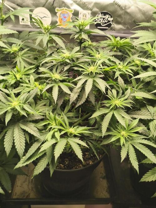 Cereal Milk. Week 9 - 26.01.