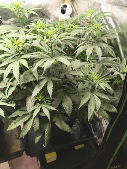 Orange Haze. Week 9 - 26.01.