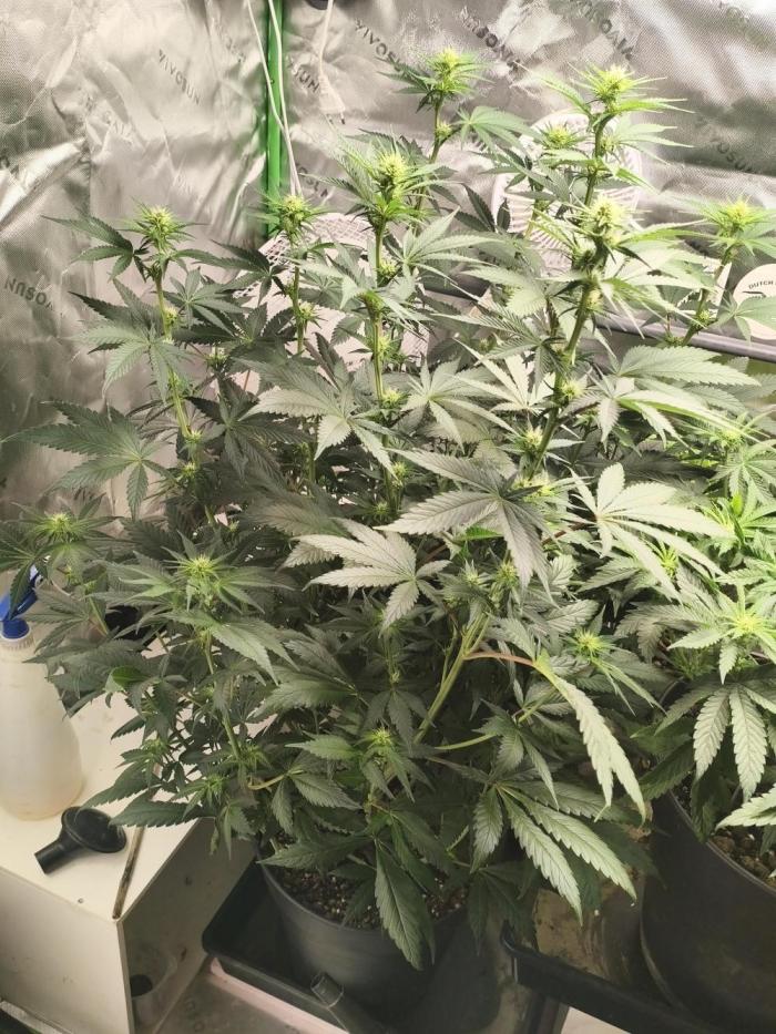 Tangerine Dream. Week 9 - 26.01.