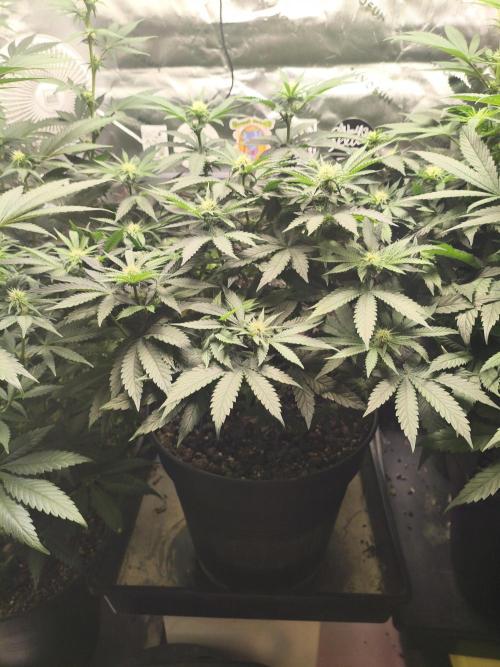 Cereal Milk. Week 9 - 29.01