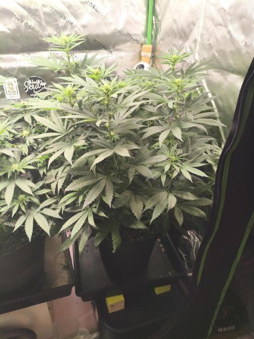 Orange Haze. Week 9 - 29.01.