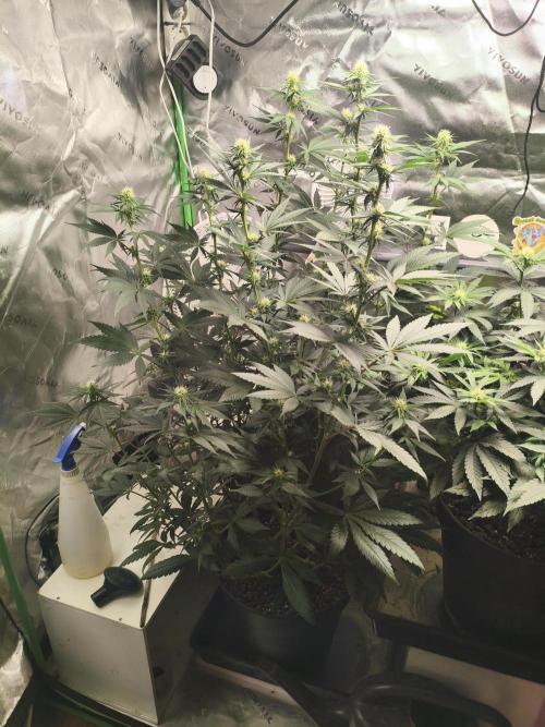 Tangerine Dream. Week 9 - 29.01.