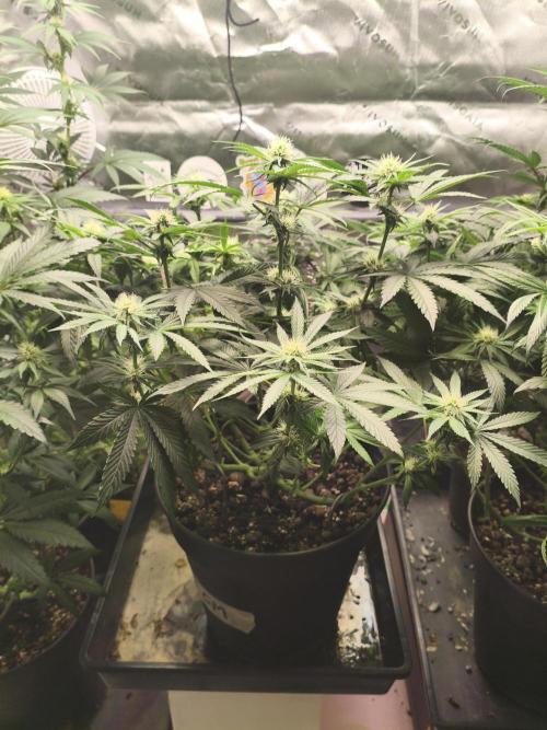 Cereal Milk. Week 9 - 01.02.