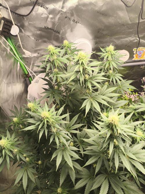 Tangerine Dream. Week 9