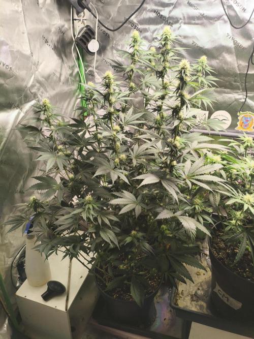 Tangerine Dream. Week 9 - 01.02.